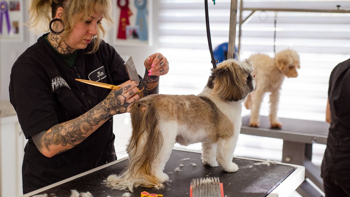woman working dog grooming salon