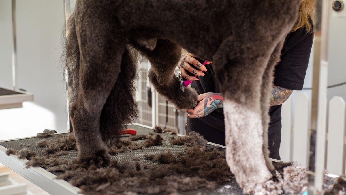 dog groomer trimming pet salon