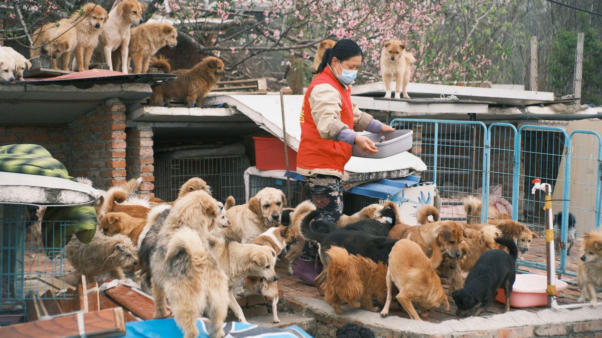 volunteer feeding shelter dog
