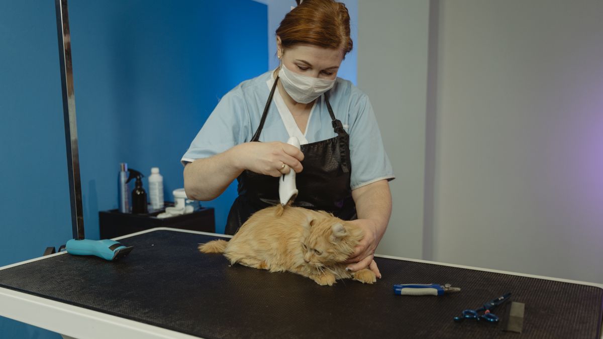 pet shop, grooming salon, animal care worker