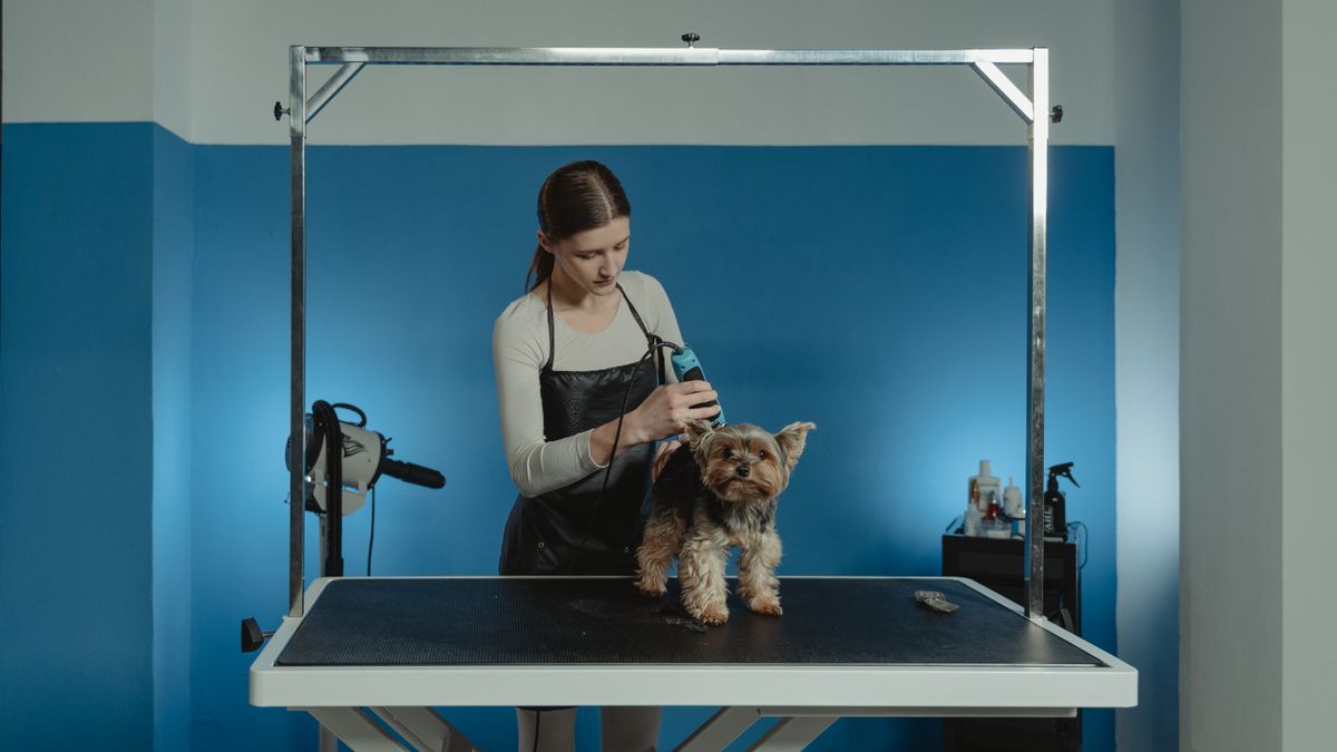 dog groomer trimming scissors salon