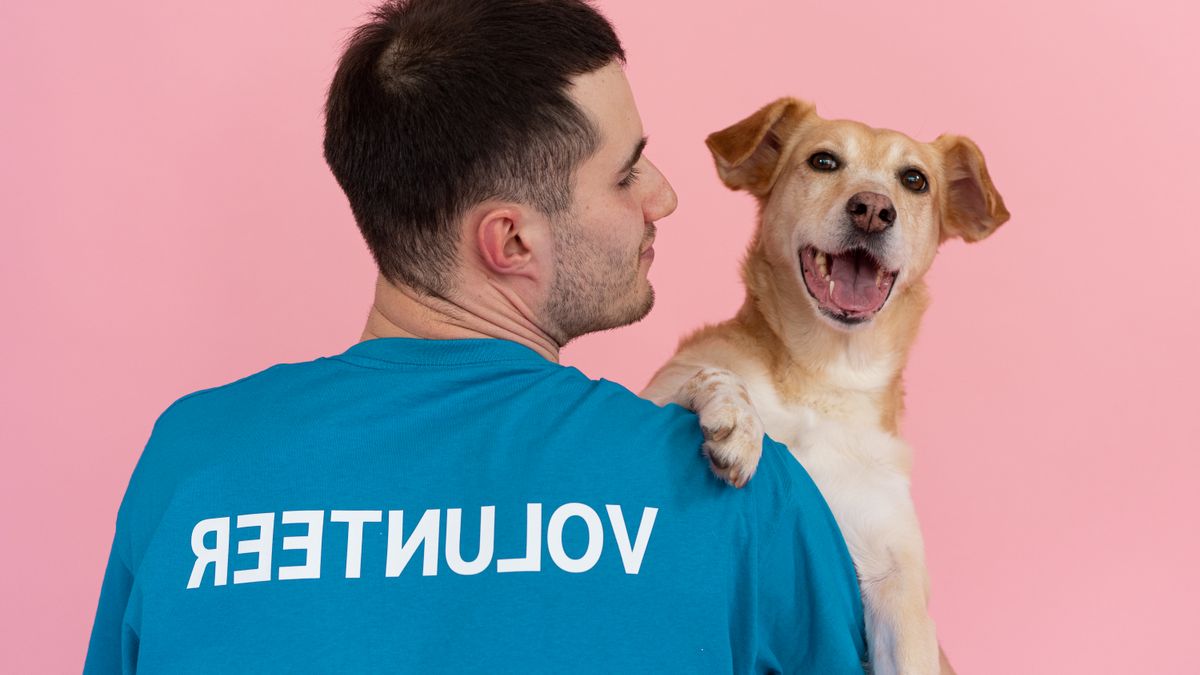 animal shelter volunteer, dog adoption event